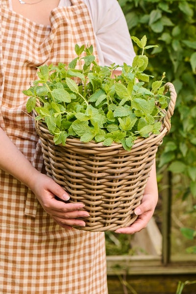 ROTTINKIKORI 3 kokoa