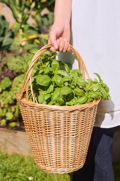 PAJUKORI kantokahvalla