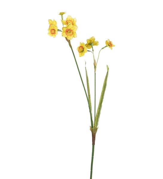 SILKKIKUKKA Narsissi