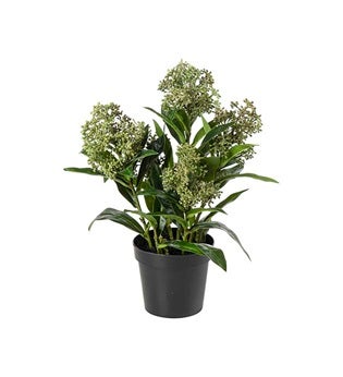 SKIMMIA 2 v&auml;ri&auml;