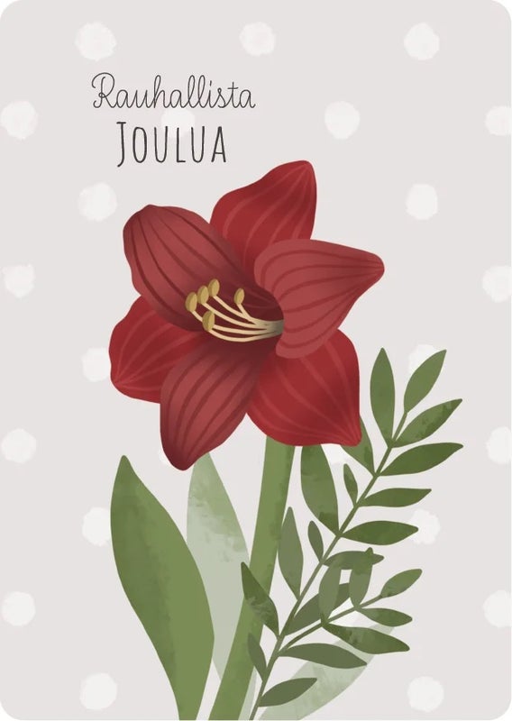 Amaryllis 1-osainen joulukortti