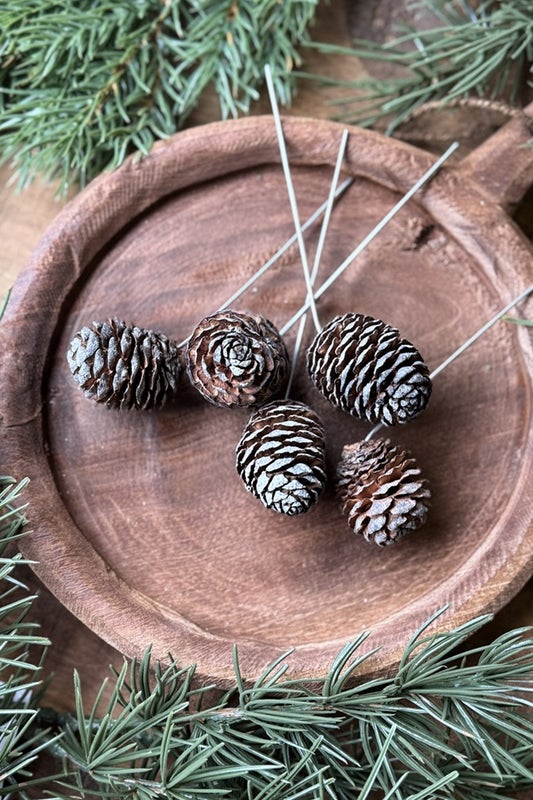 Koristetikku Muirii k&auml;py