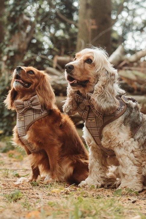 Pup Plaid koiran tarvikkeet