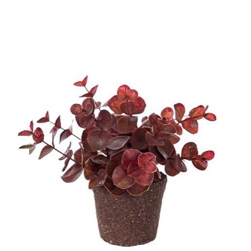 Punainen Eukalyptus kestokasvi 14cm
