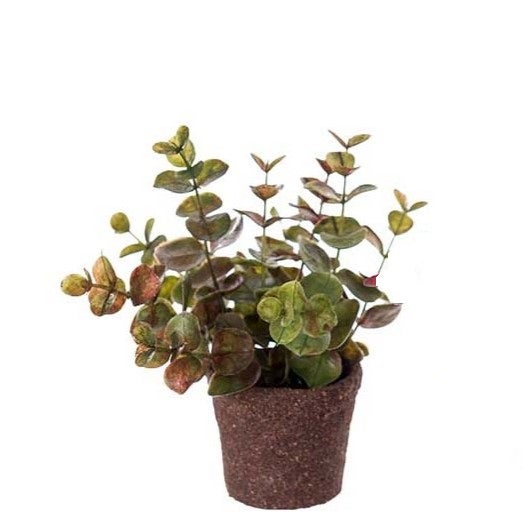 Vihre&auml; Eukalyptus kestokasvi 14cm