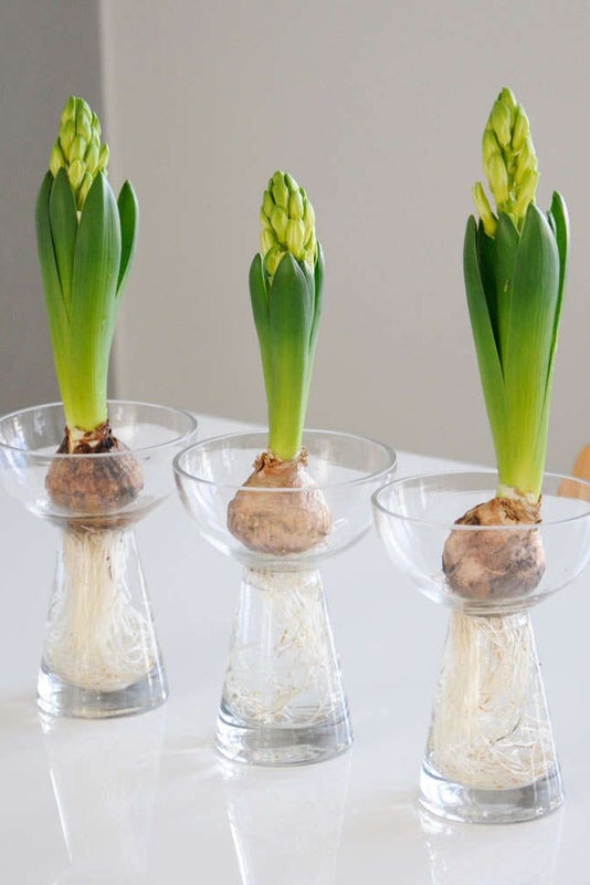 Hyacint lasimaljakko sipulikukille 11x15cm